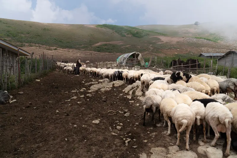 حظيرة الأغنام