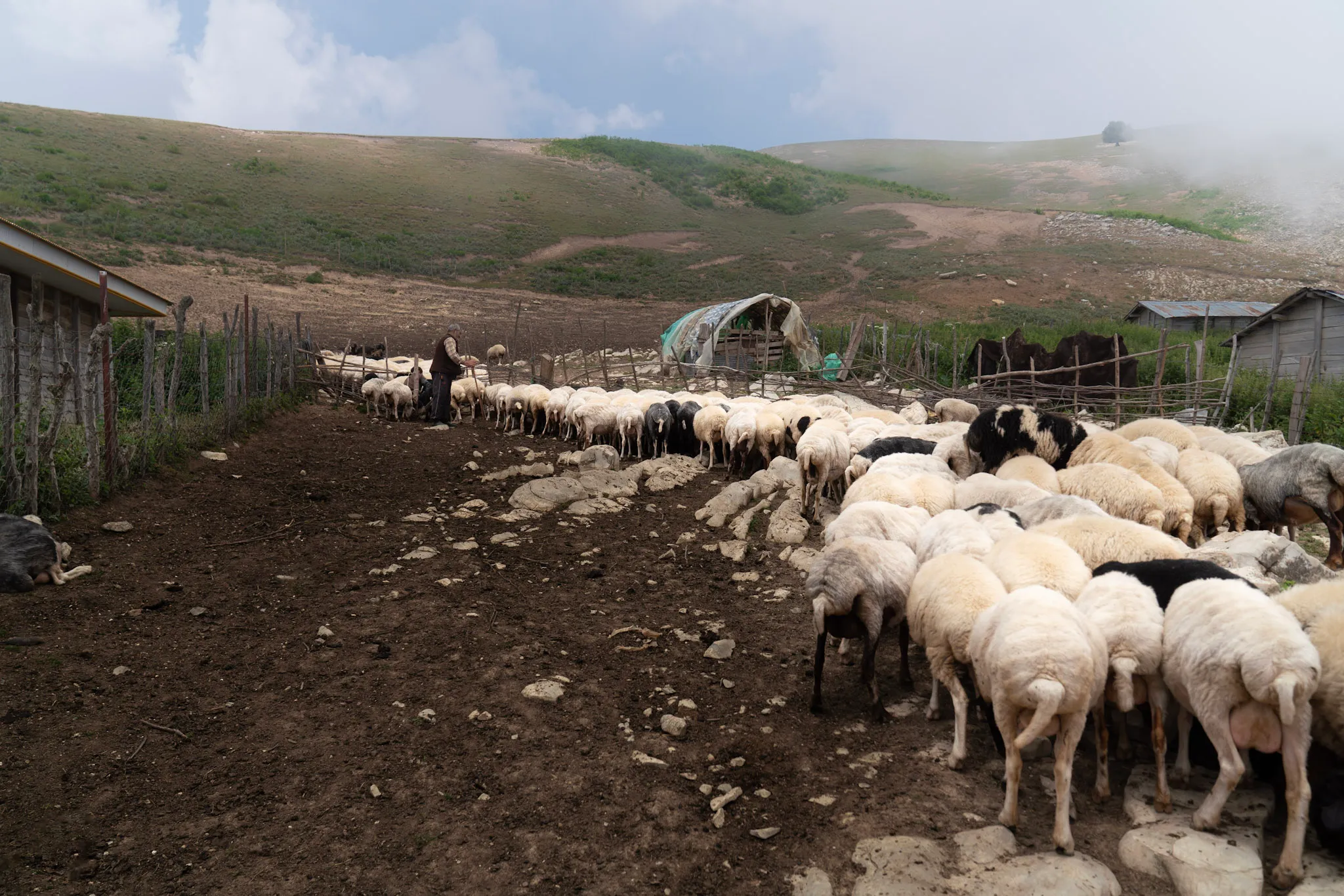 حظيرة الأغنام