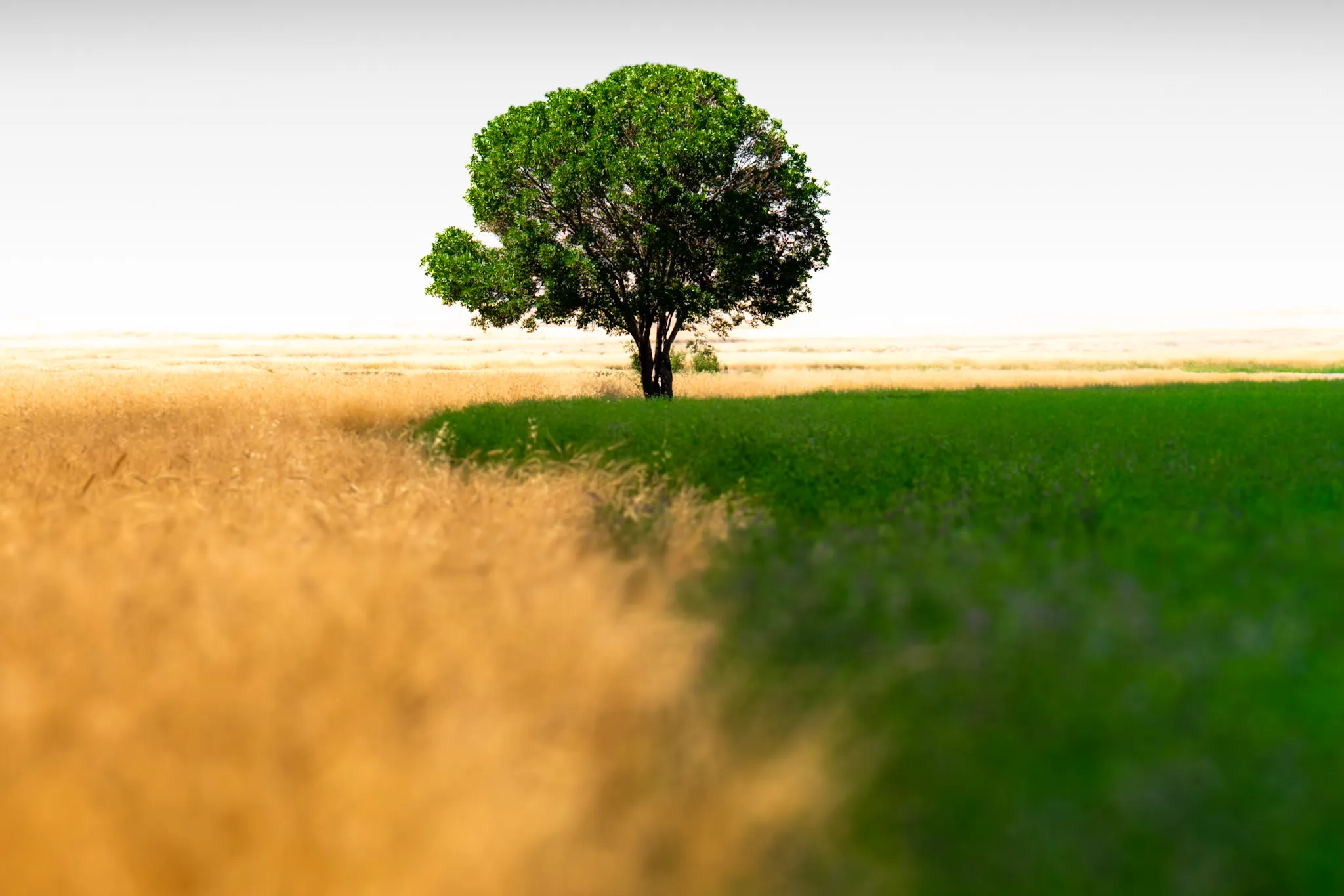 The Lone Tree