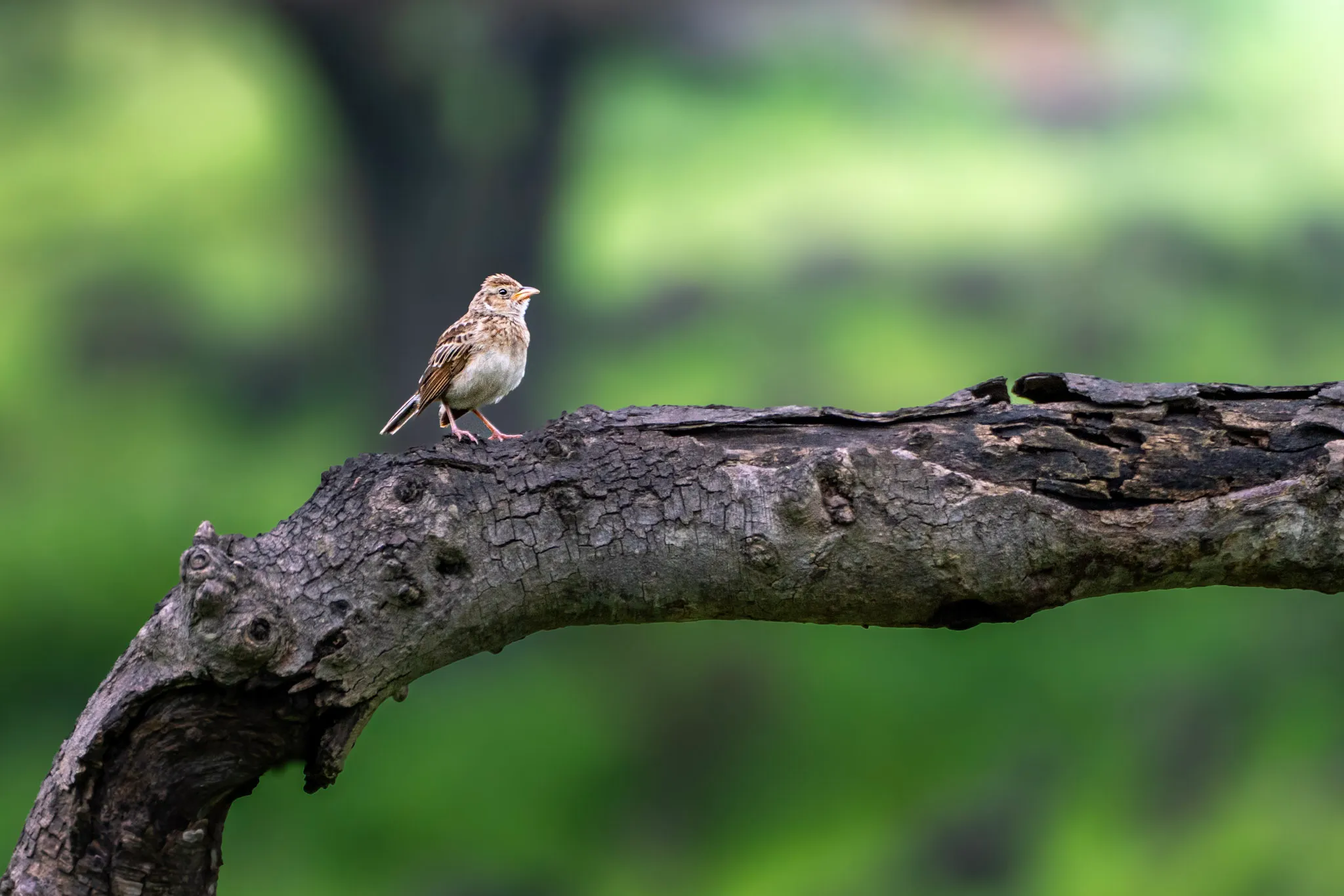 Small Bird, Big Catch II