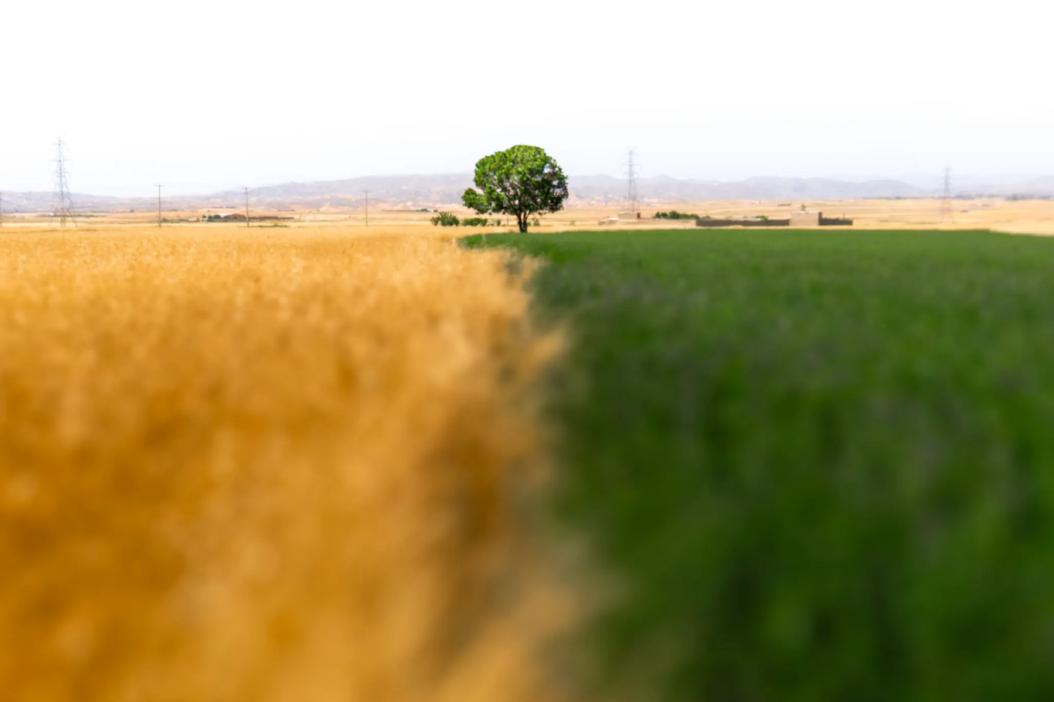 The Lone Tree II