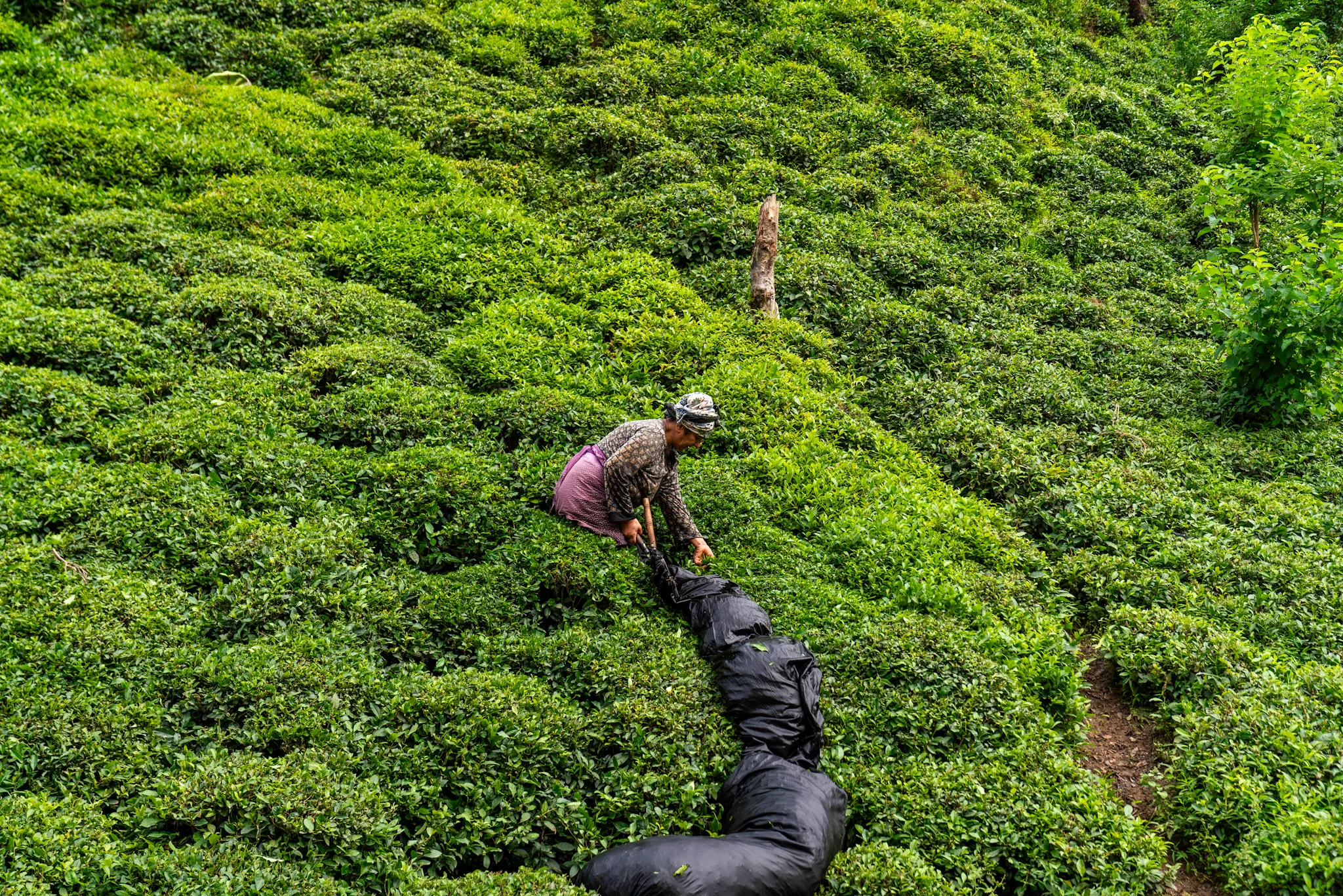 The Tea Serpent III