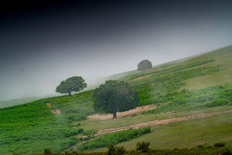Green Upon Green