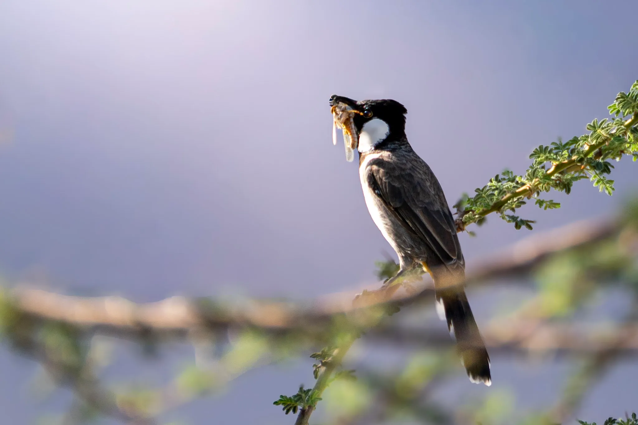 The Bulbul's Catch