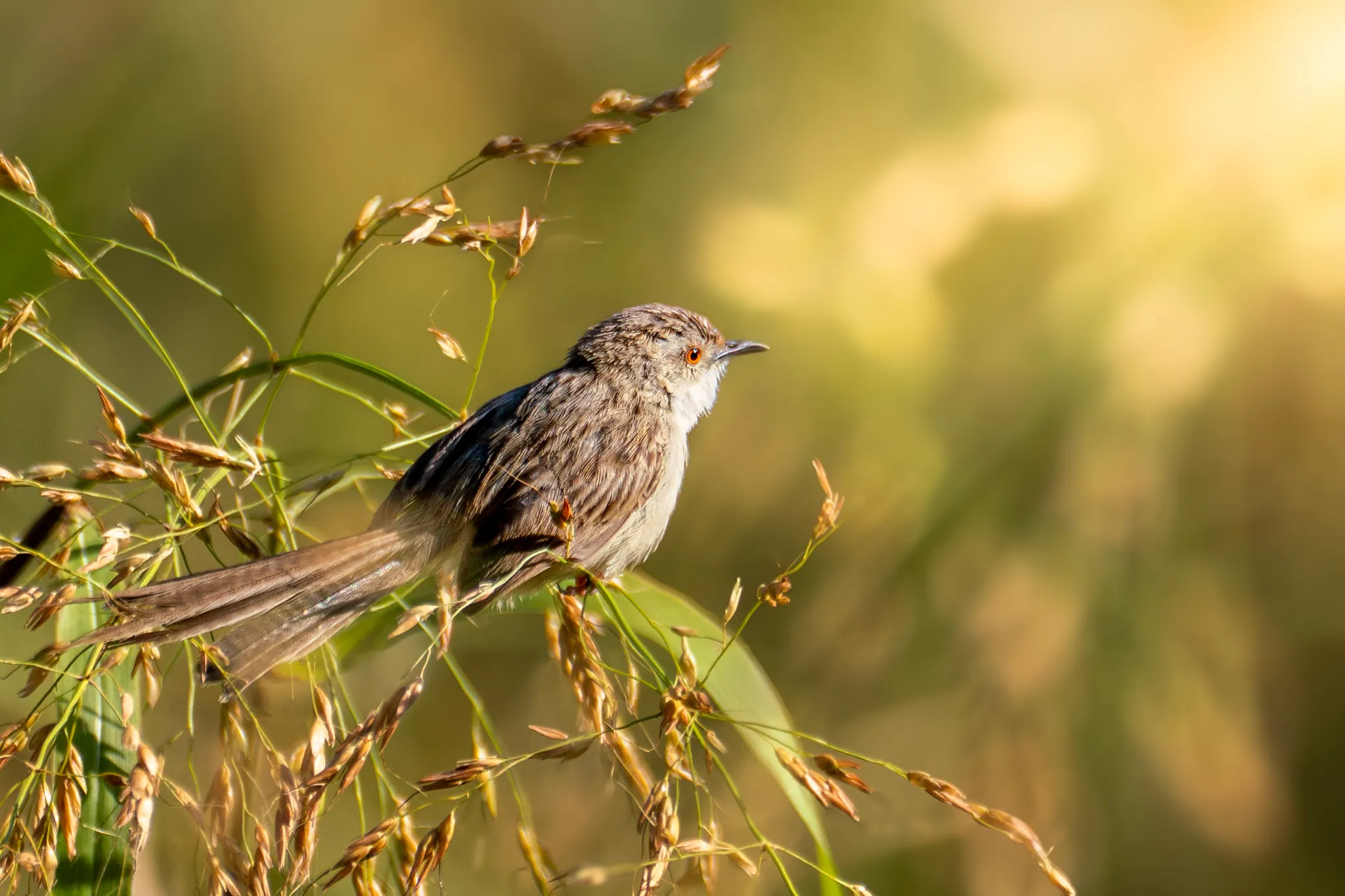 Song in the Grass
