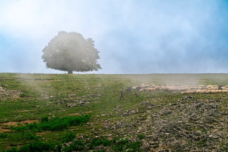 Tree, Sky, Flock III