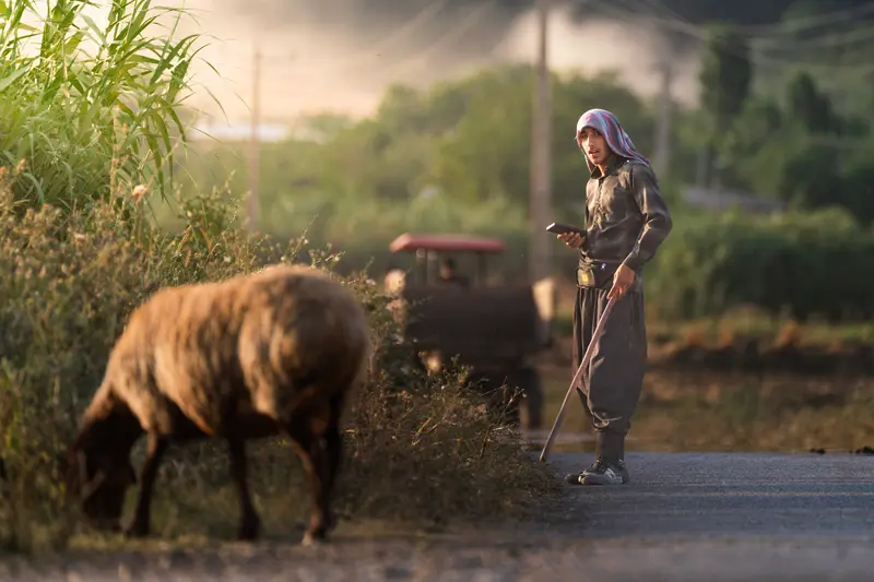 القطيع مع أول الضوء II