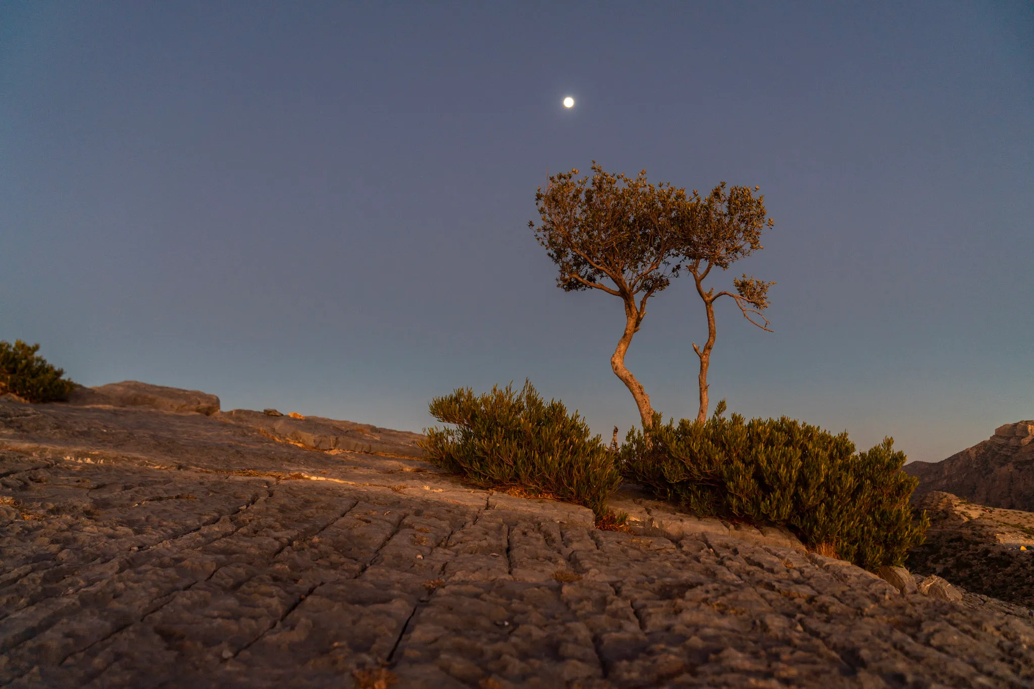 Juniper and Moon III