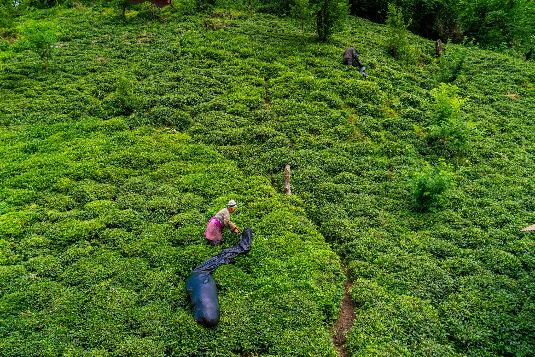 The Tea Serpent II