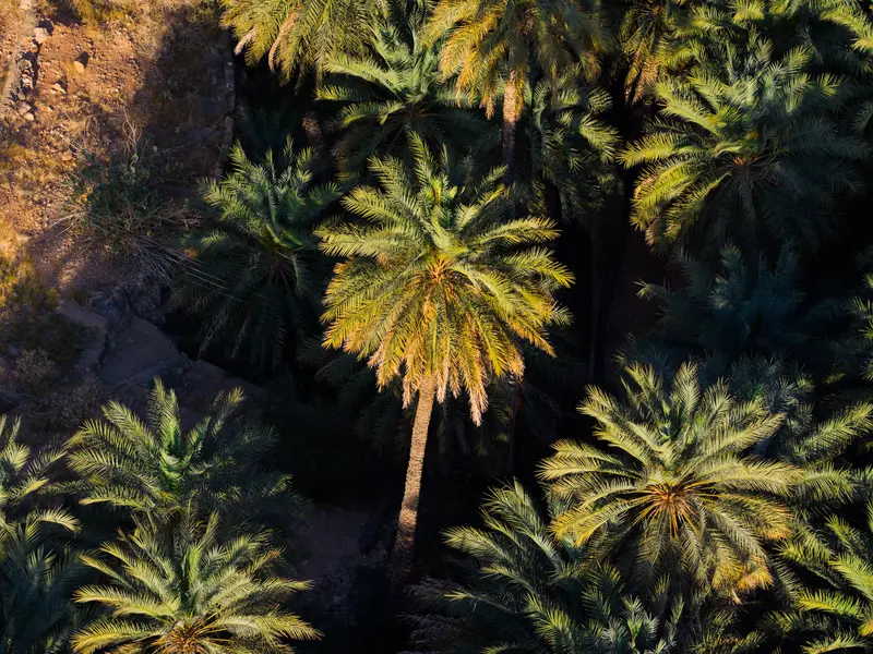Palm Crowns