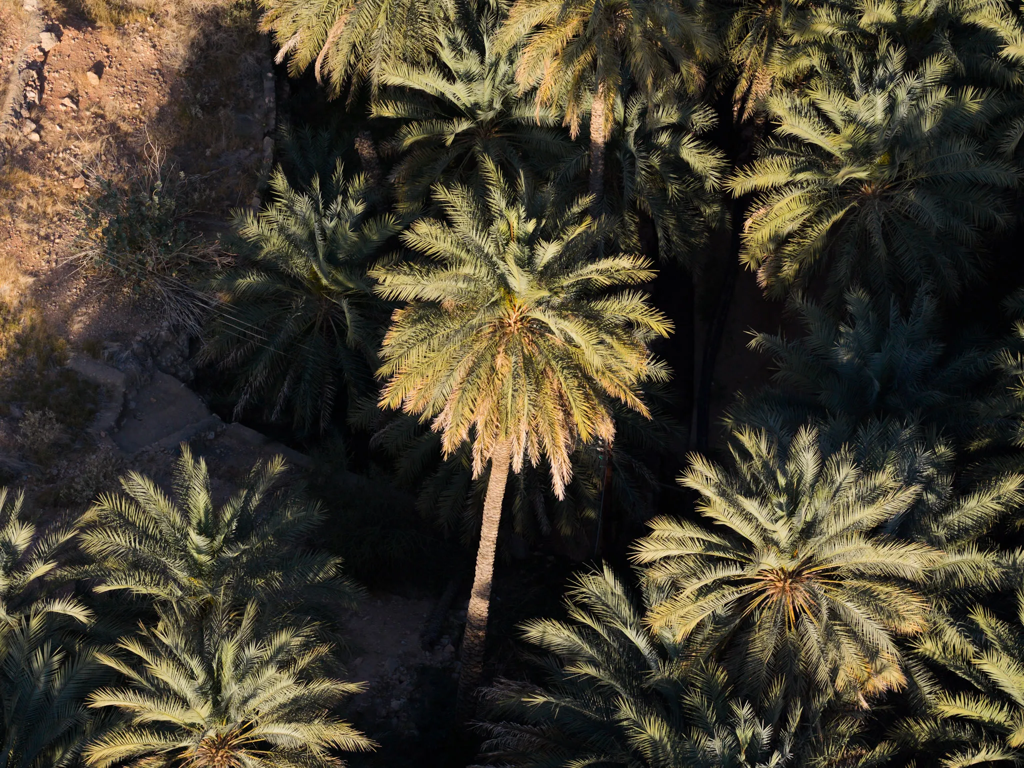 تيجان النخيل
