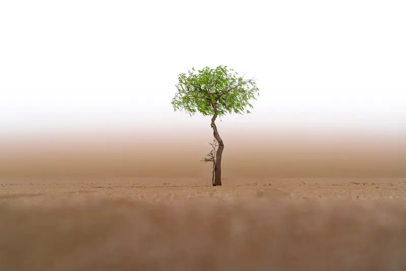 غافة وسط الصحراء