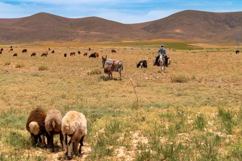 Shepherd of the Steppe
