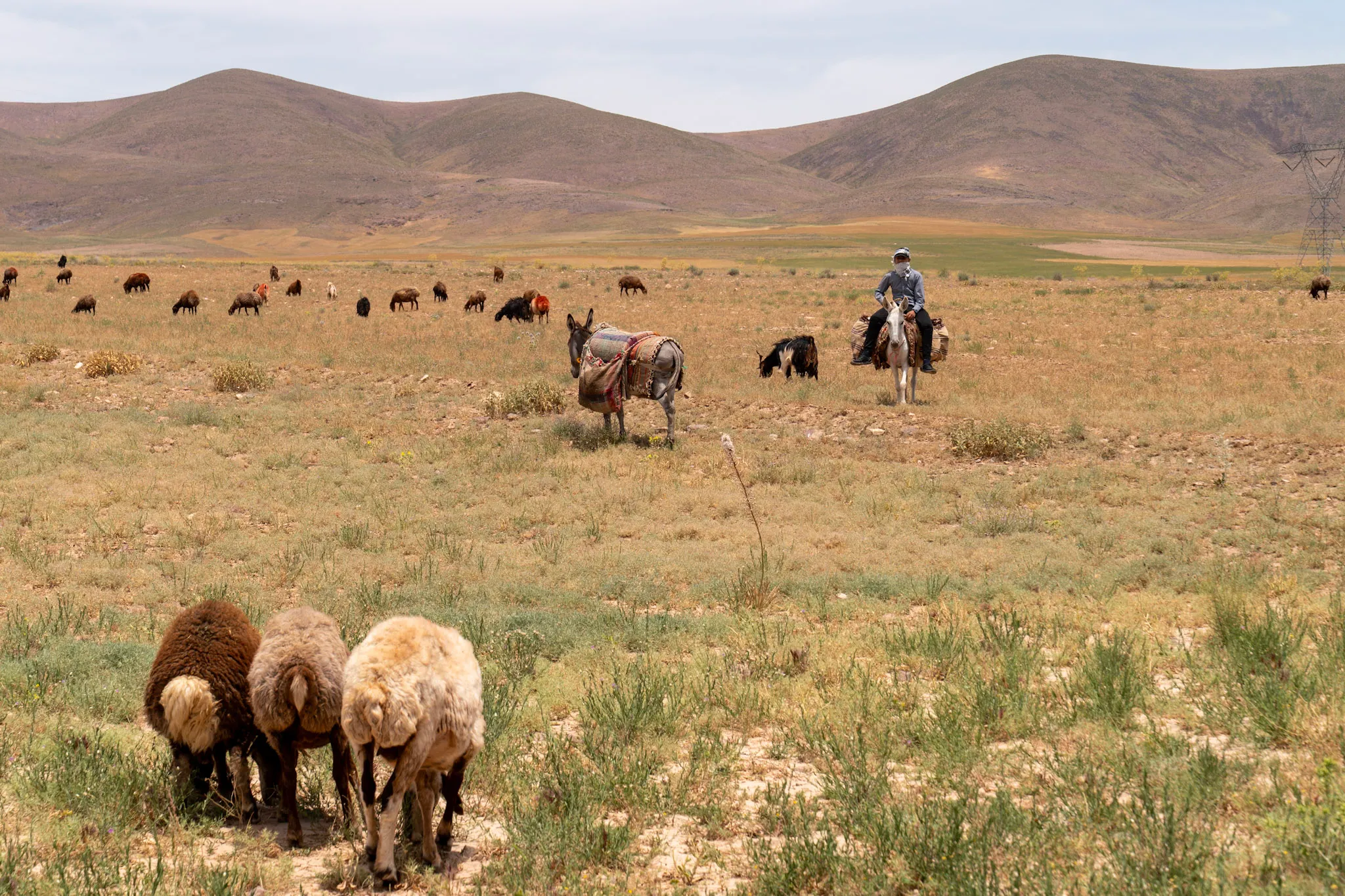 Shepherd of the Steppe