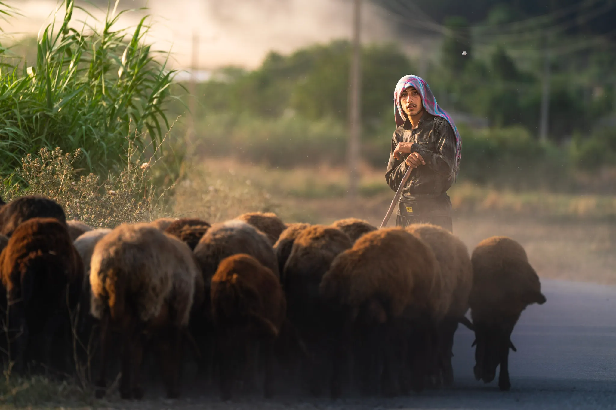Flock at First Light