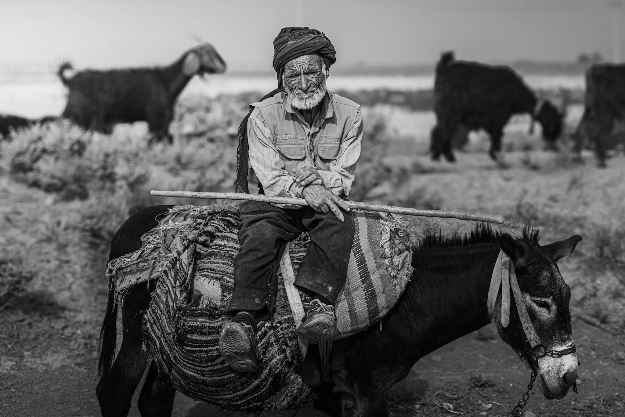 Staff and Saddle