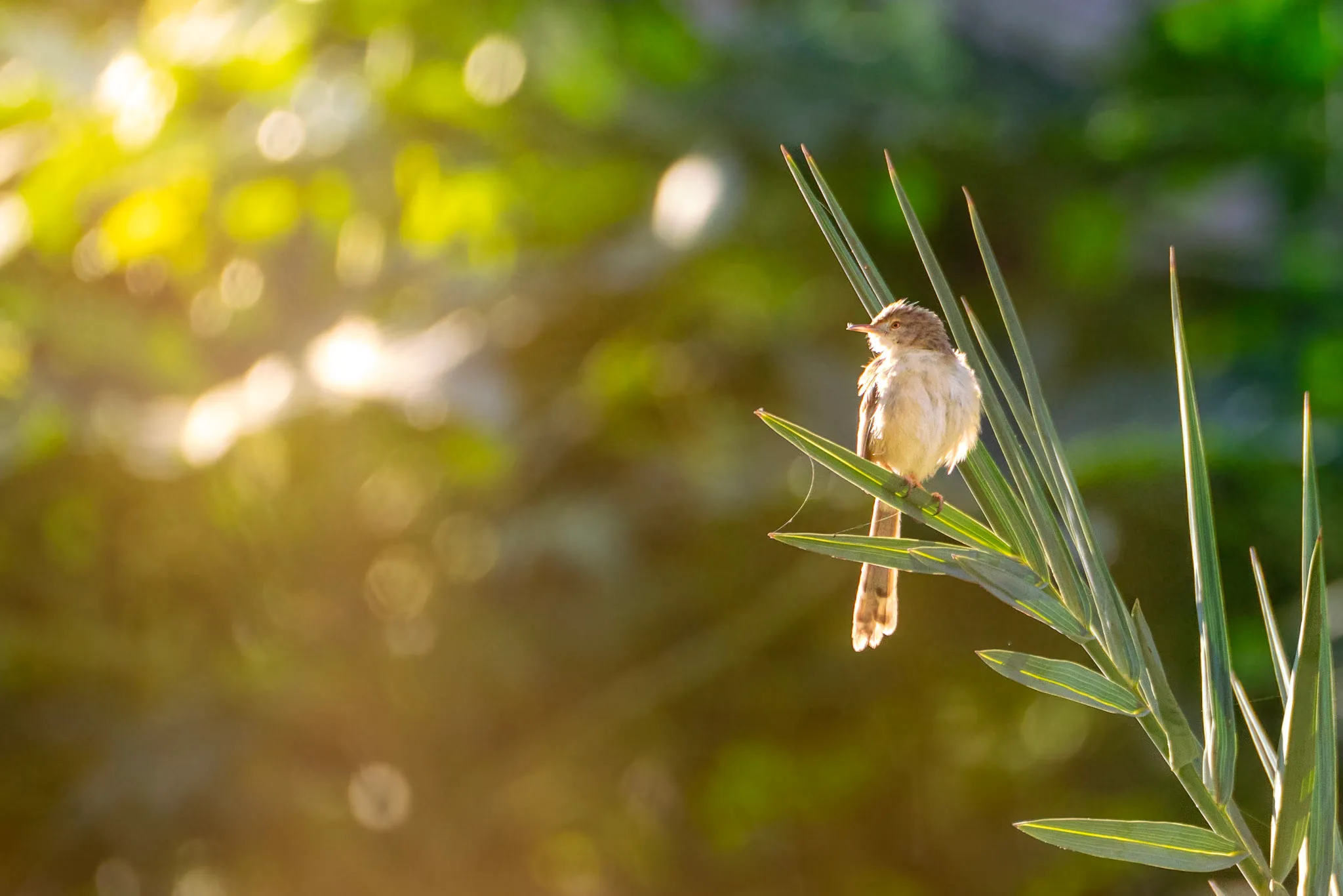 Prinia in the Gold