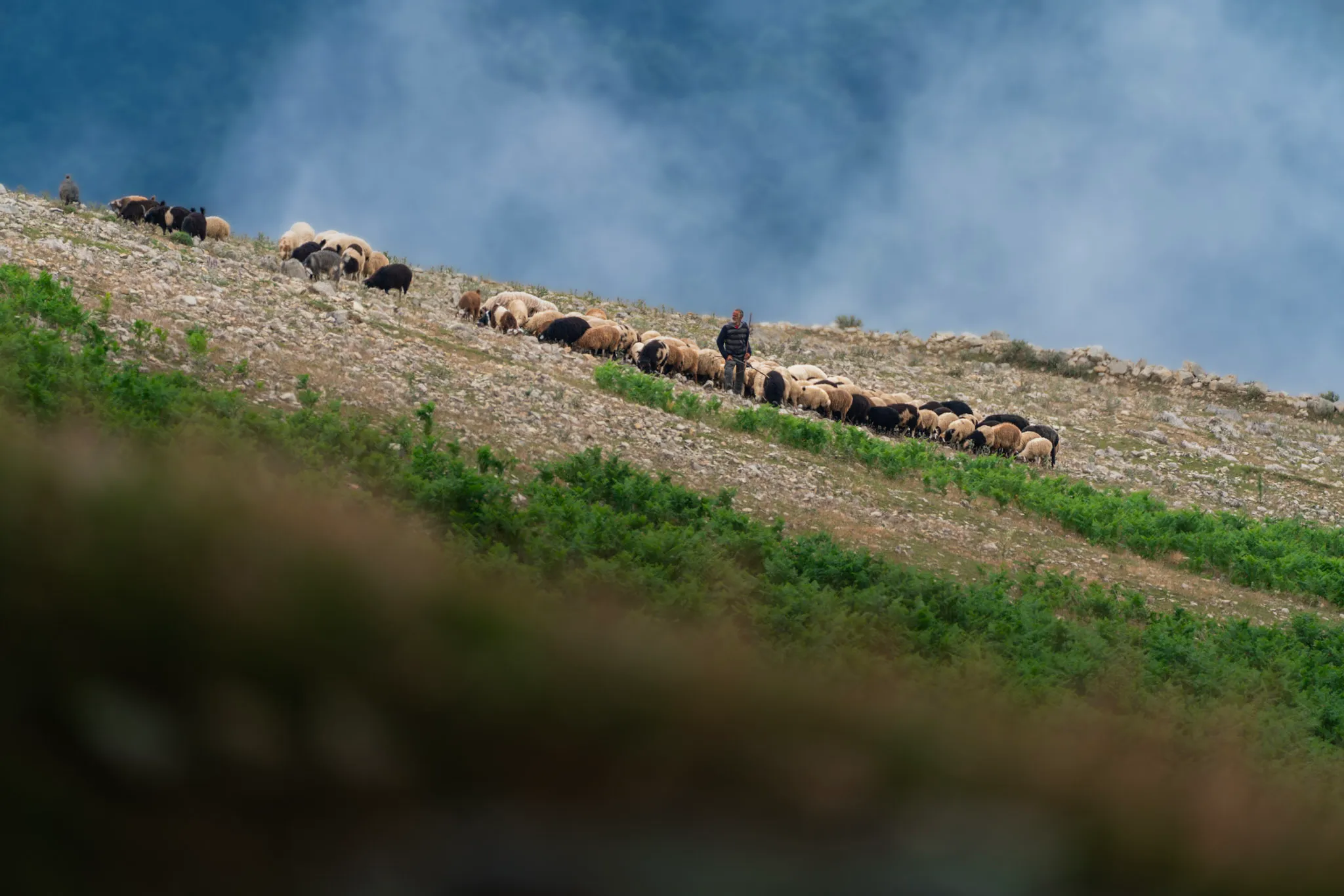 عاصفة فوق الشجرة الوحيدة II