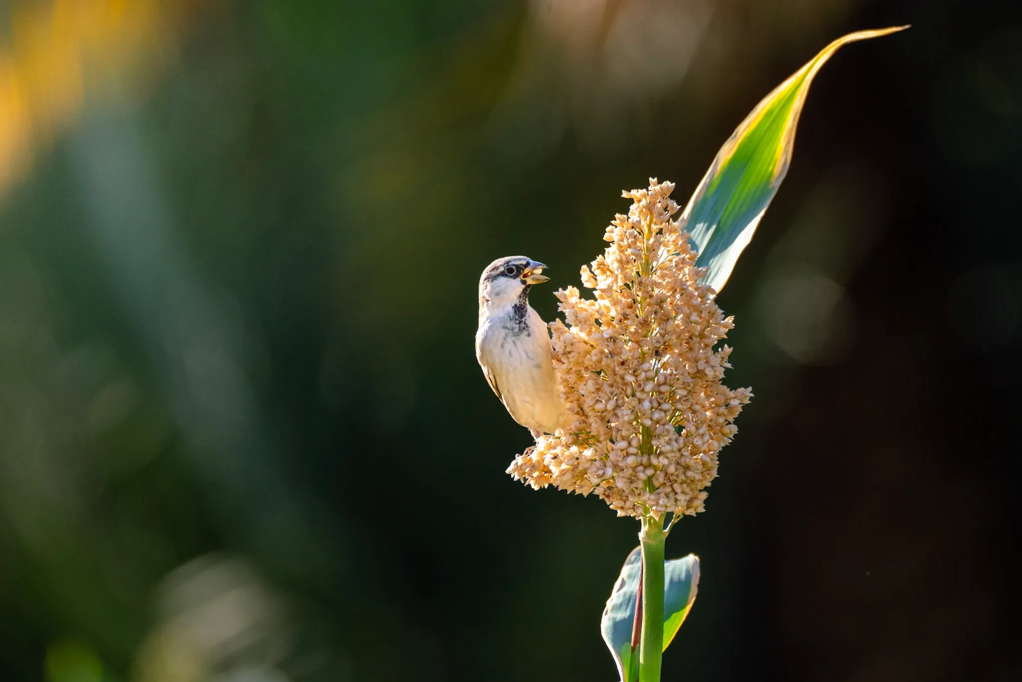 Sparrow's Banquet II