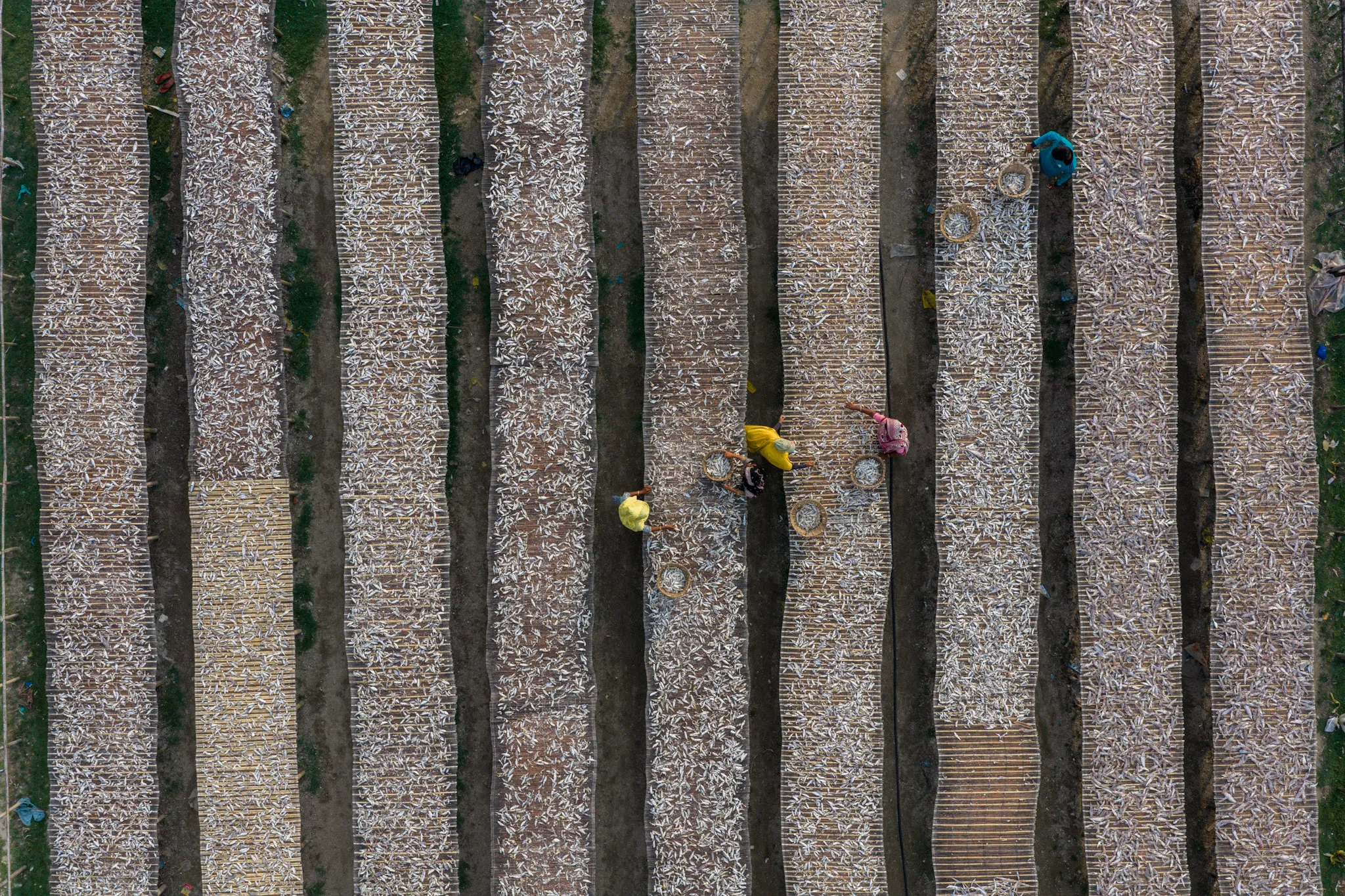 The Drying Yards