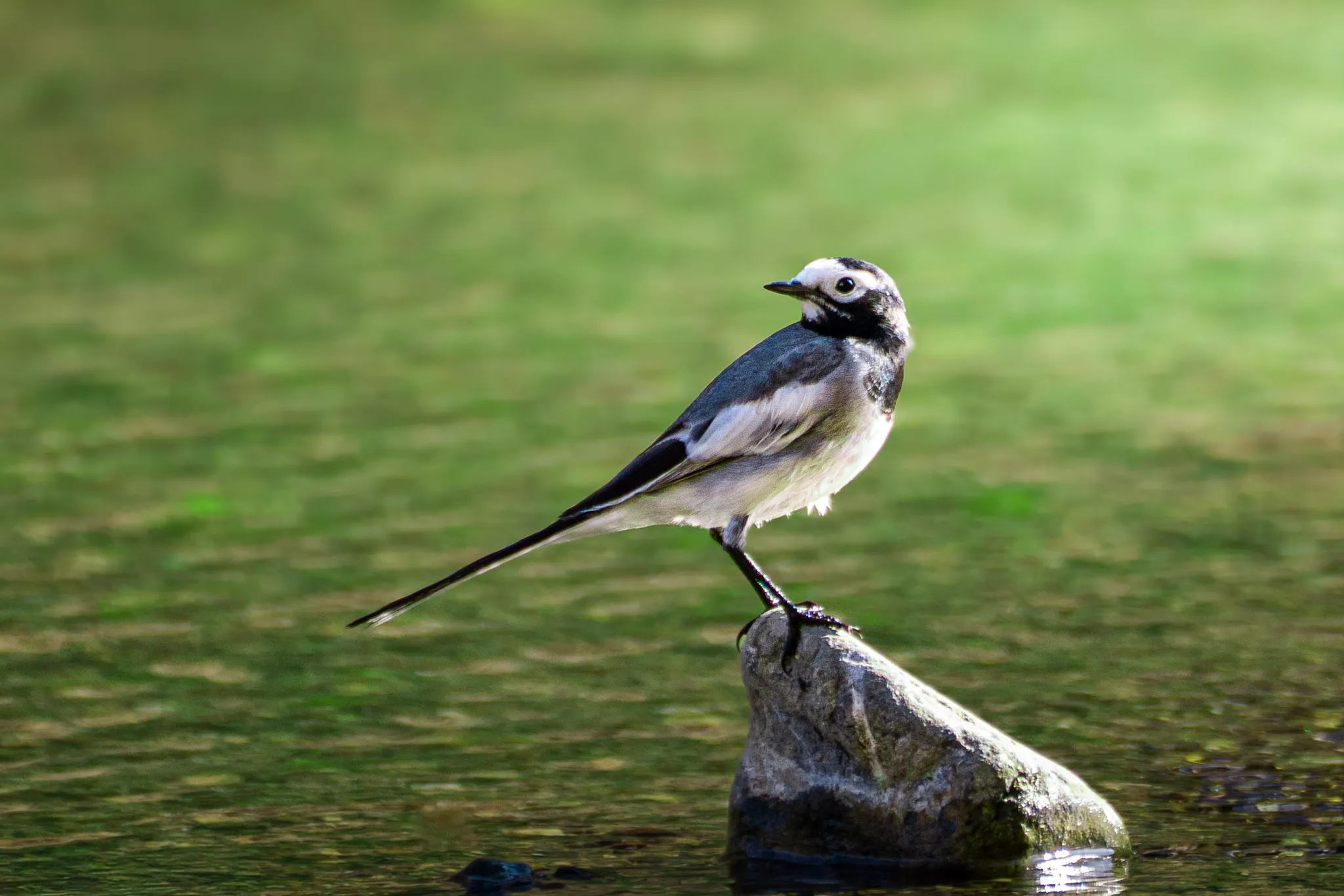 Wagtail on the Green