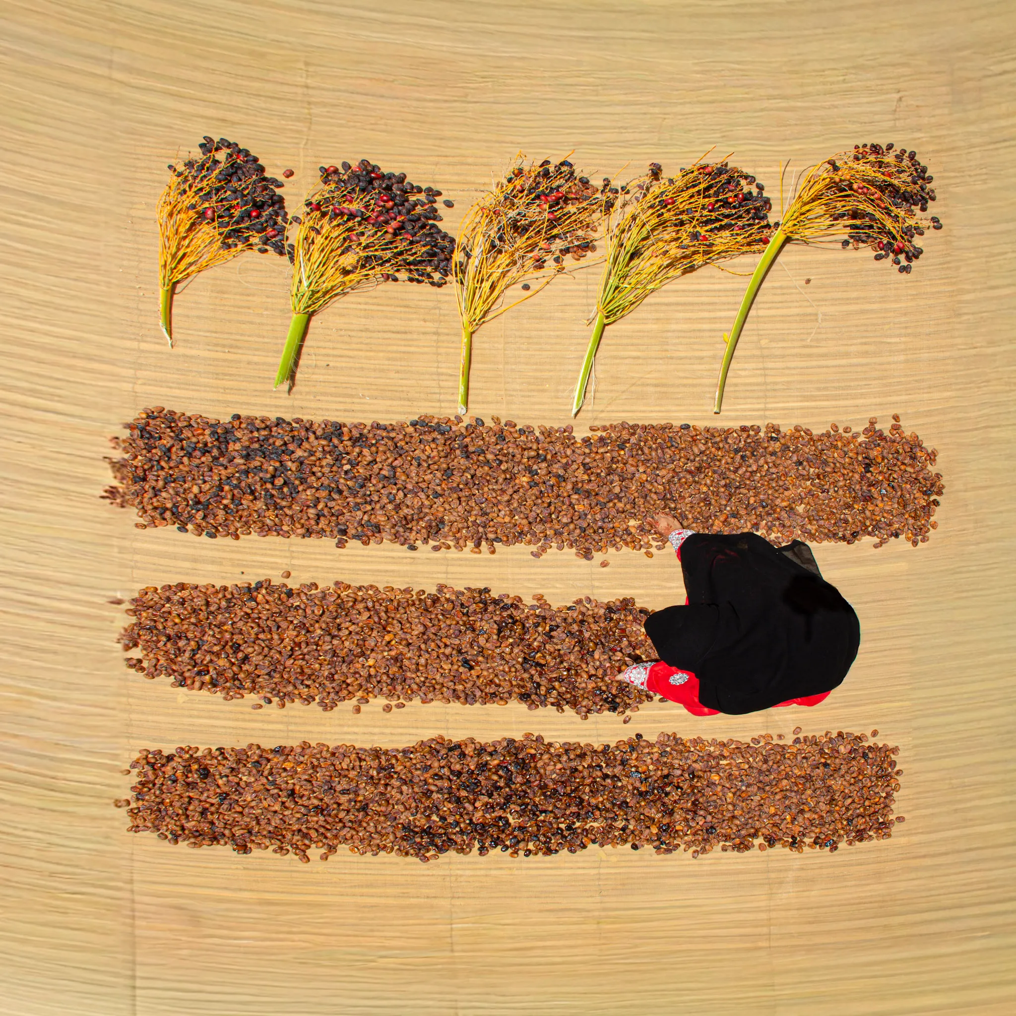 خطوط الحصاد