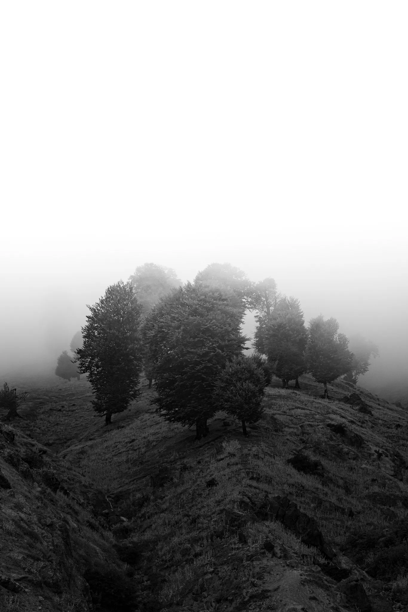 أشجار الحافة الداكنة II