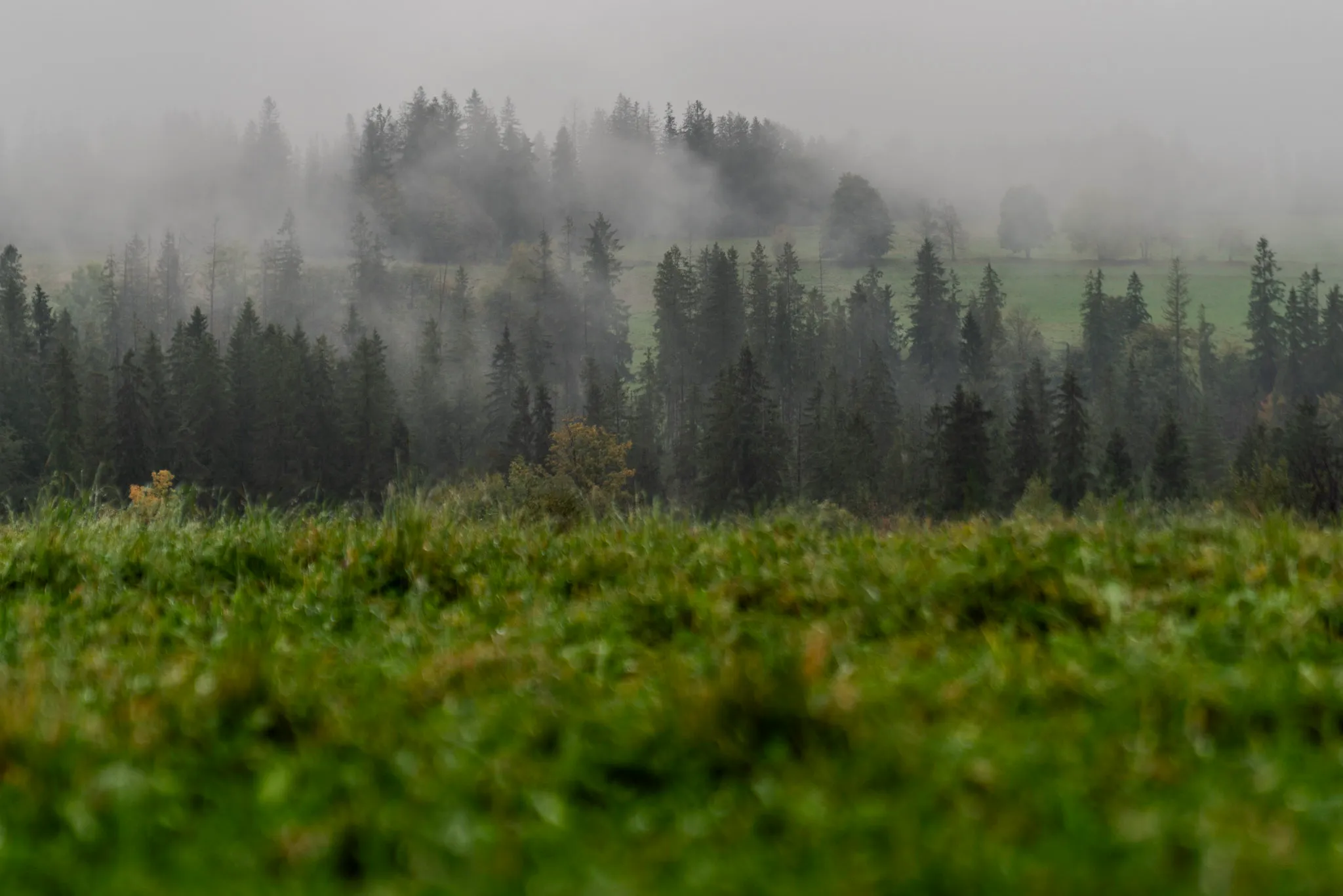 Fog Over the Pasture