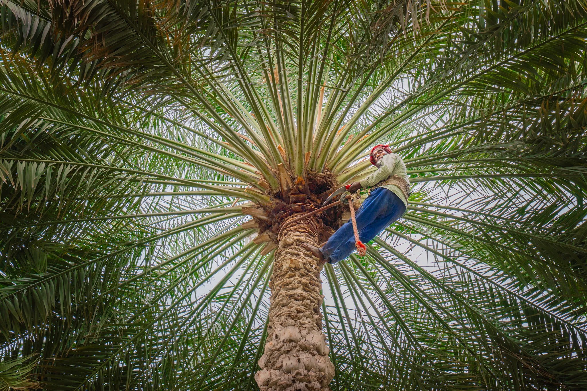 The Palm Climber