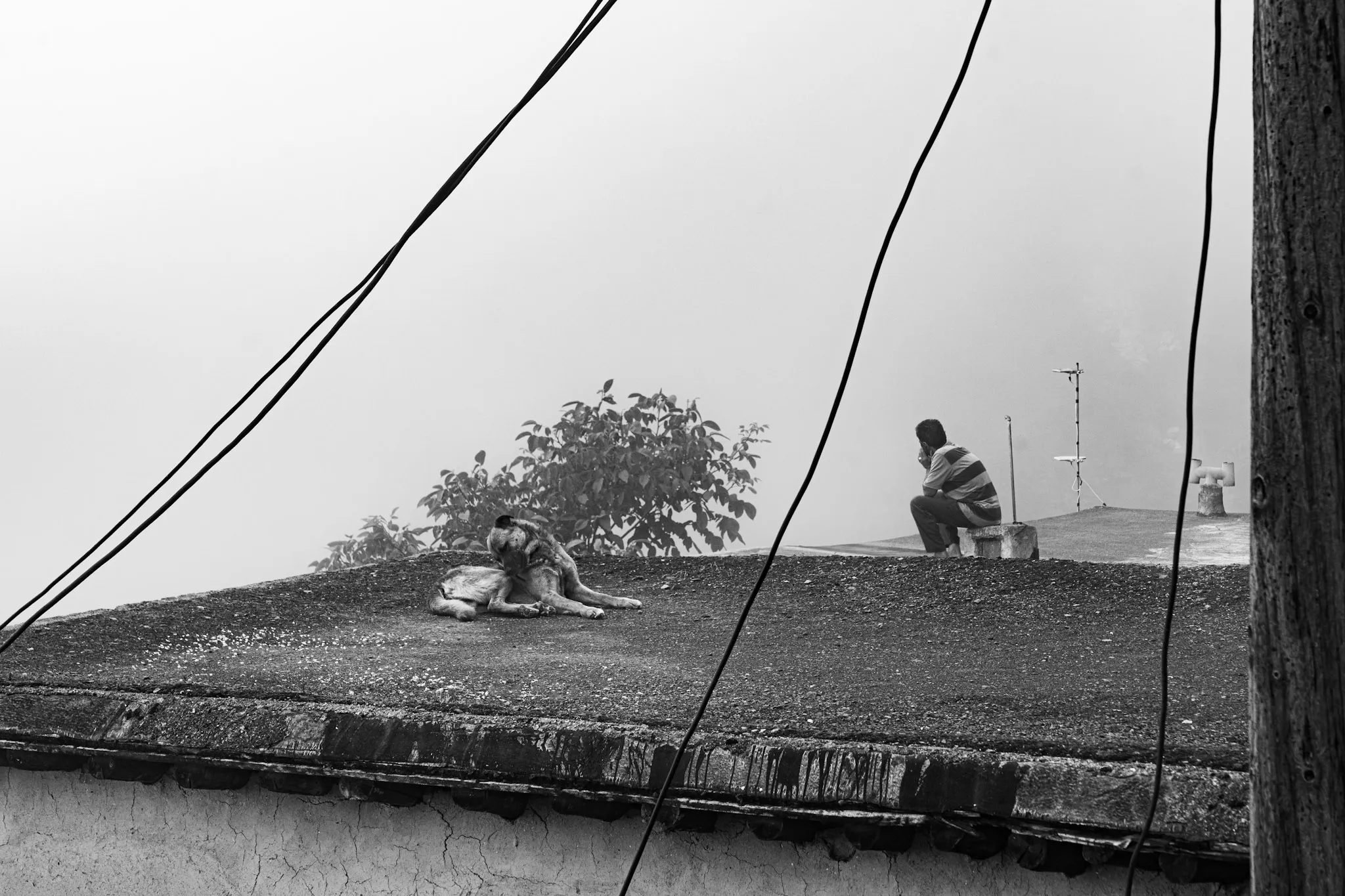 Man, Dog, Wires