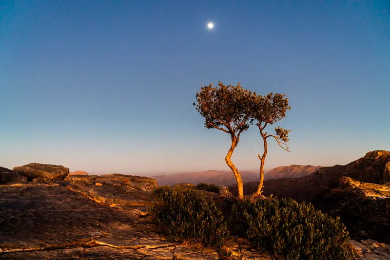 Juniper and Moon