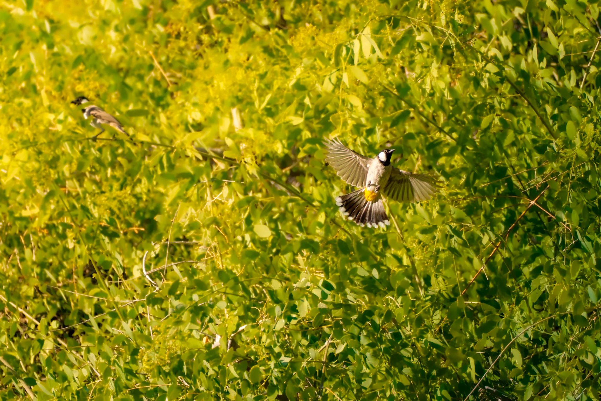 The Landing II