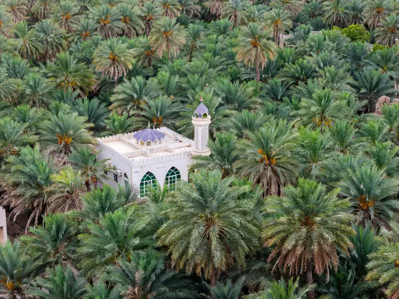 المسجد بين النخيل