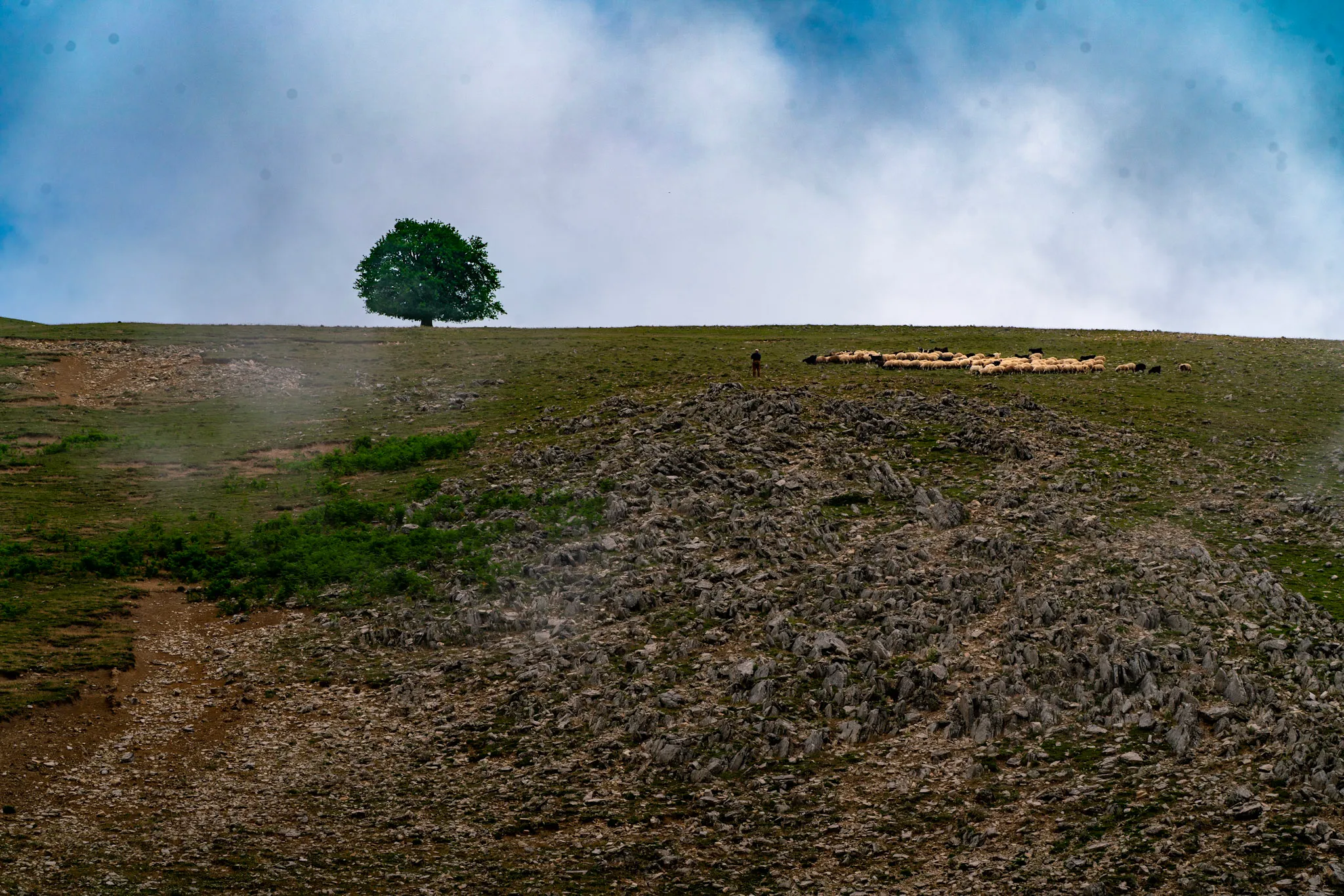 Tree, Sky, Flock II